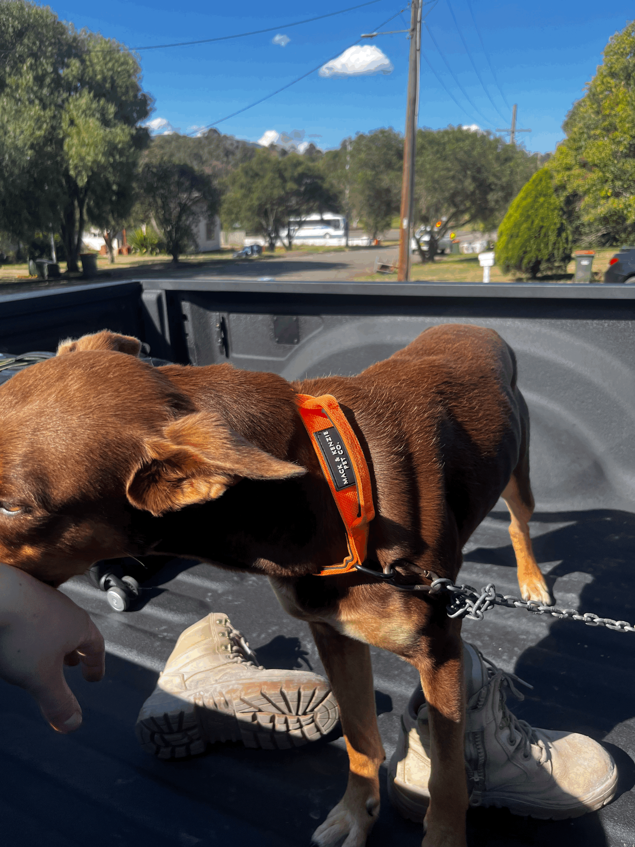 Tactical Dog Collar - Safety Orange