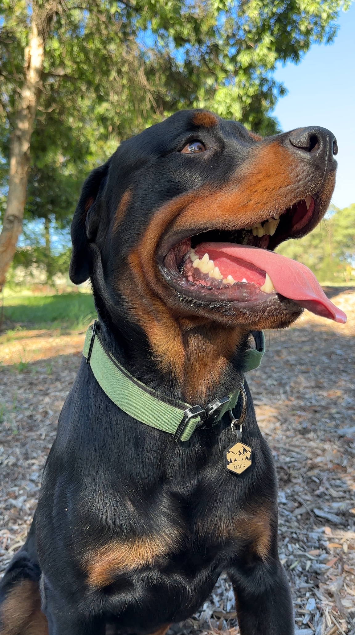 Tactical Dog Collar - Bavarian Green