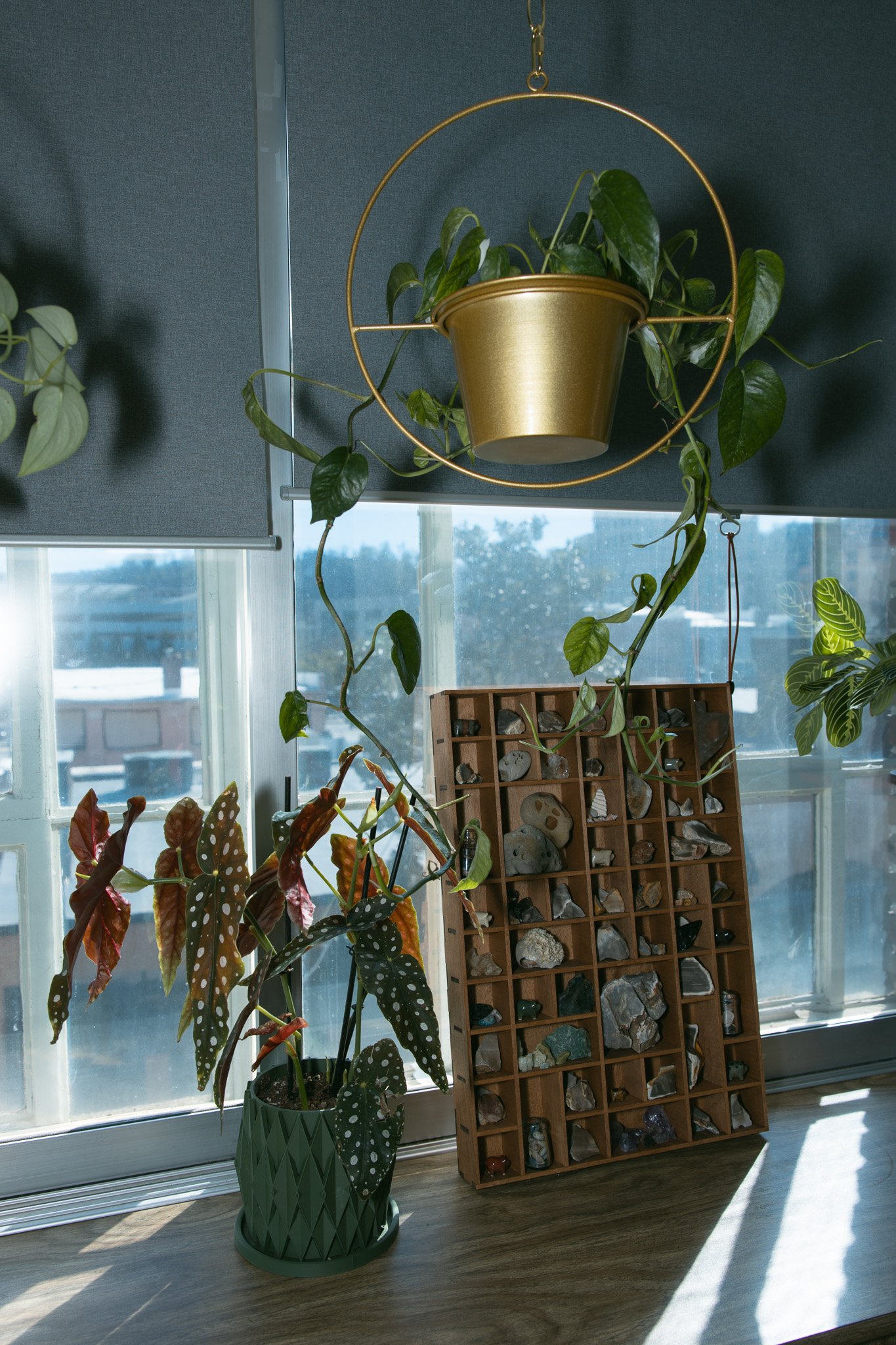 Indoor scene featuring a hanging gold-colored planter with a green plant, a patterned green pot with a leafy plant, and a wooden display case filled with various rocks and minerals, positioned by large windows with a cityscape background.