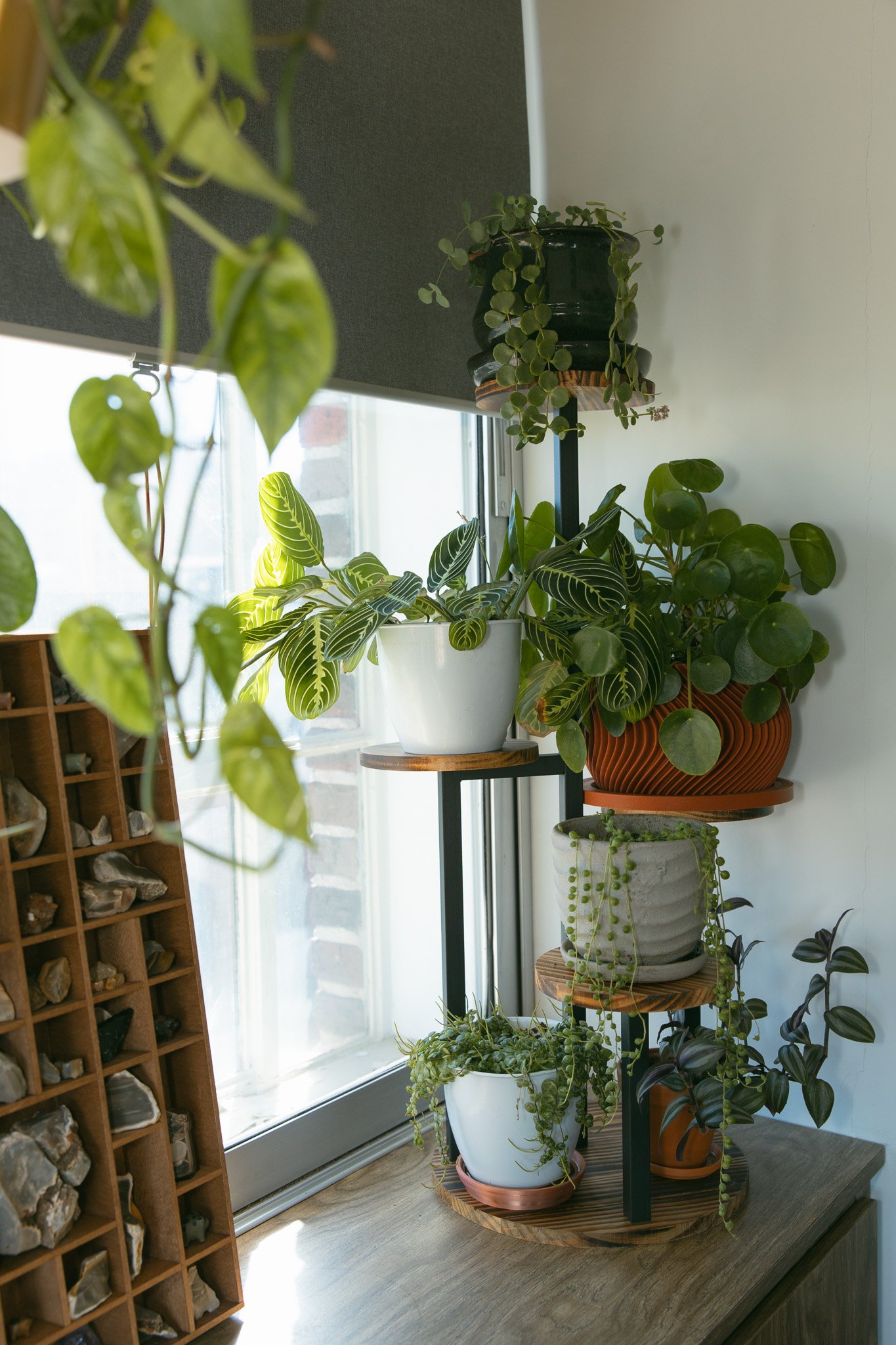 Indoor display of various potted houseplants on a wooden stand near a window, with a collection of rocks in a wooden cubby on the side.