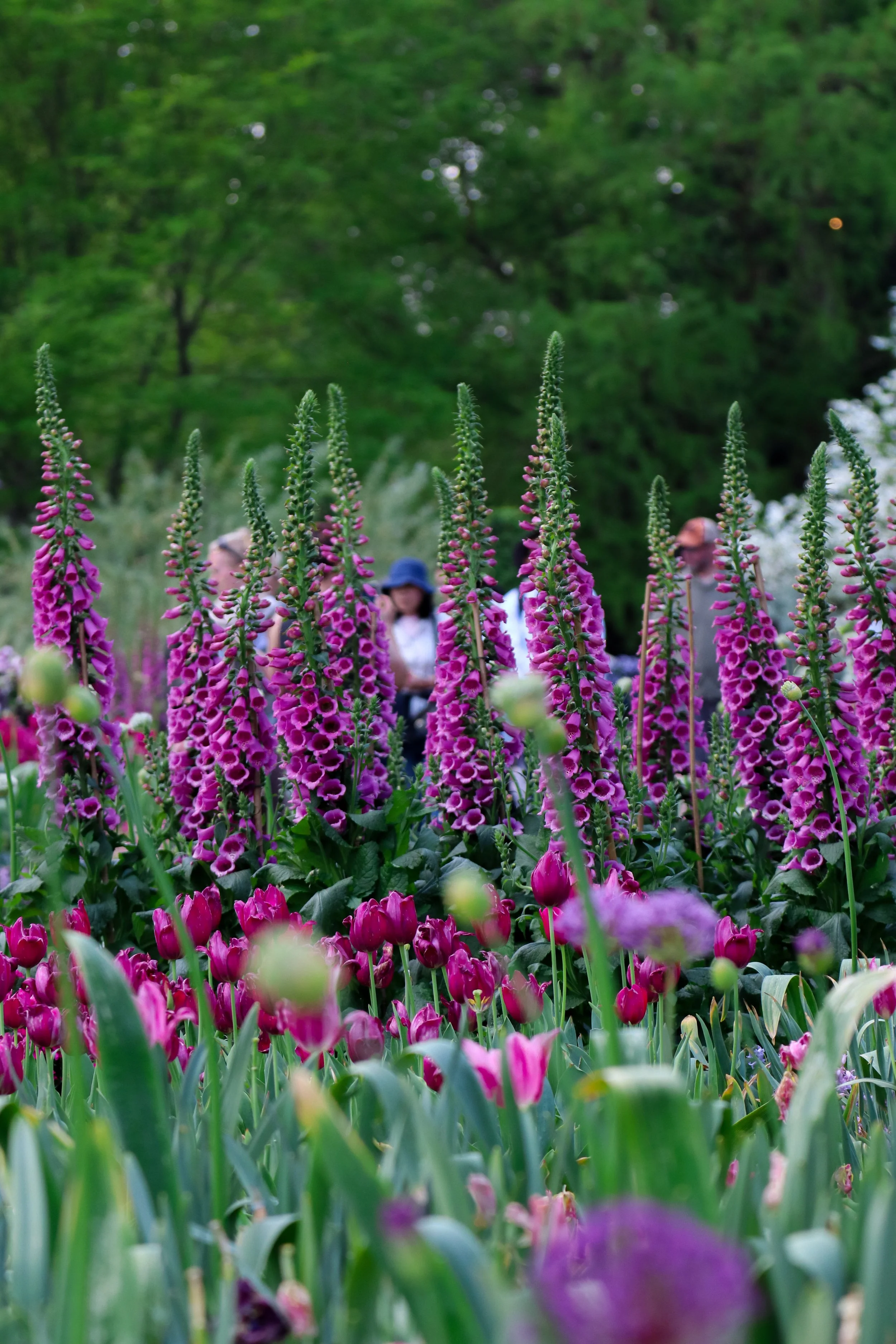 LongwoodGardenPurple.jpg