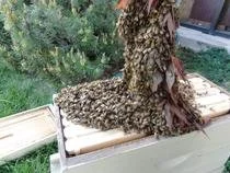 Close-up of a large honeybee swarm on hive