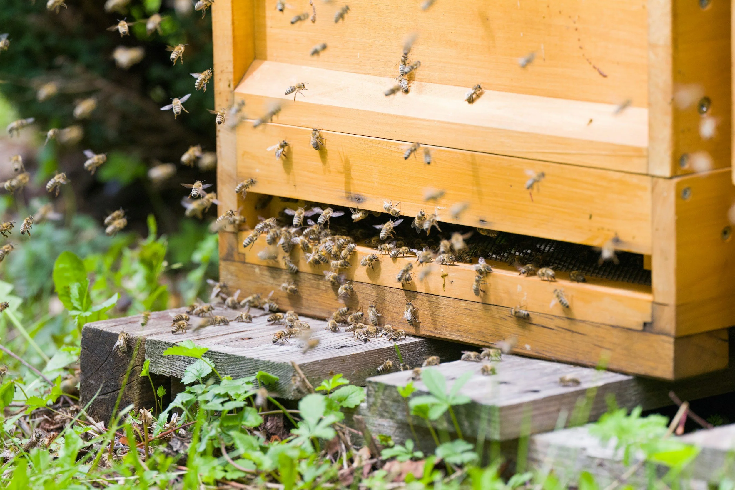 A swarm of honeybees entering and exiting a wooden beehive box surrounded by green plants and leaves.
