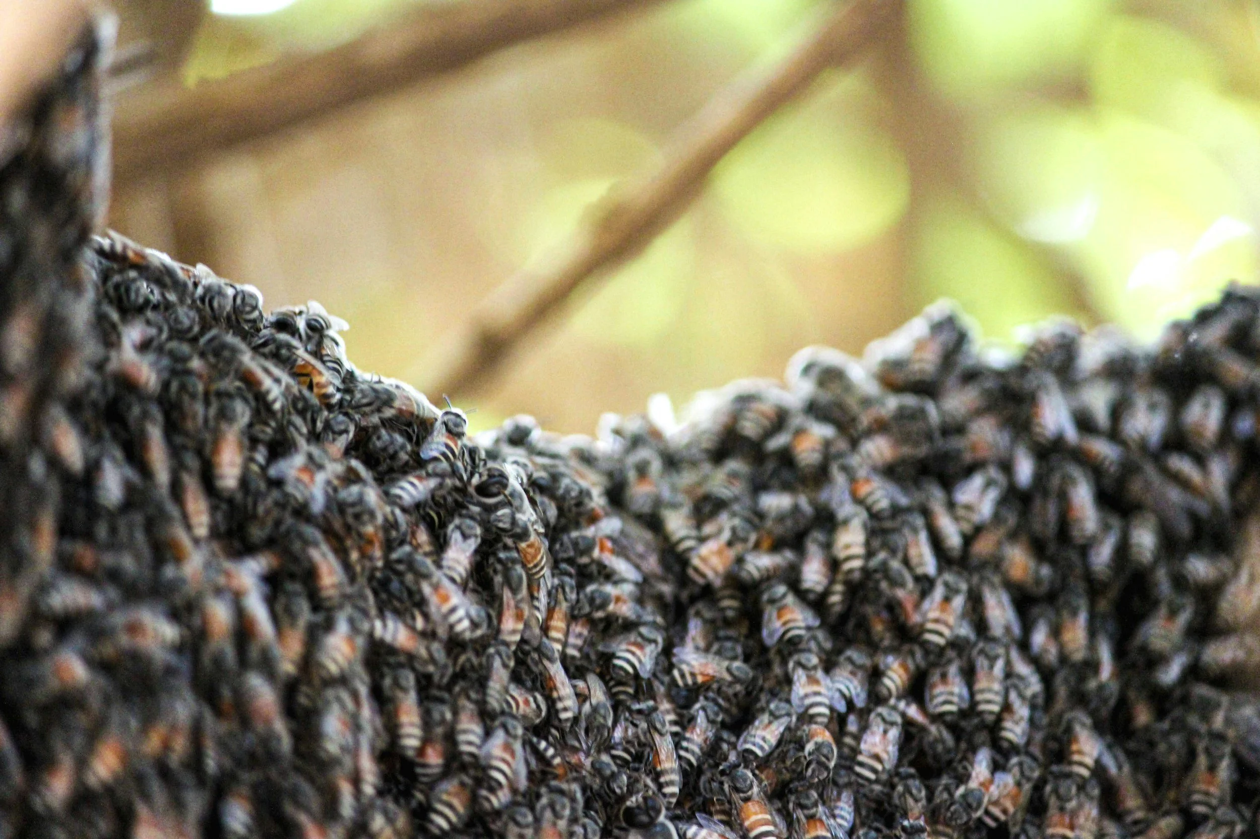 Close-up of a cluster of honeybees on a honeycomb.