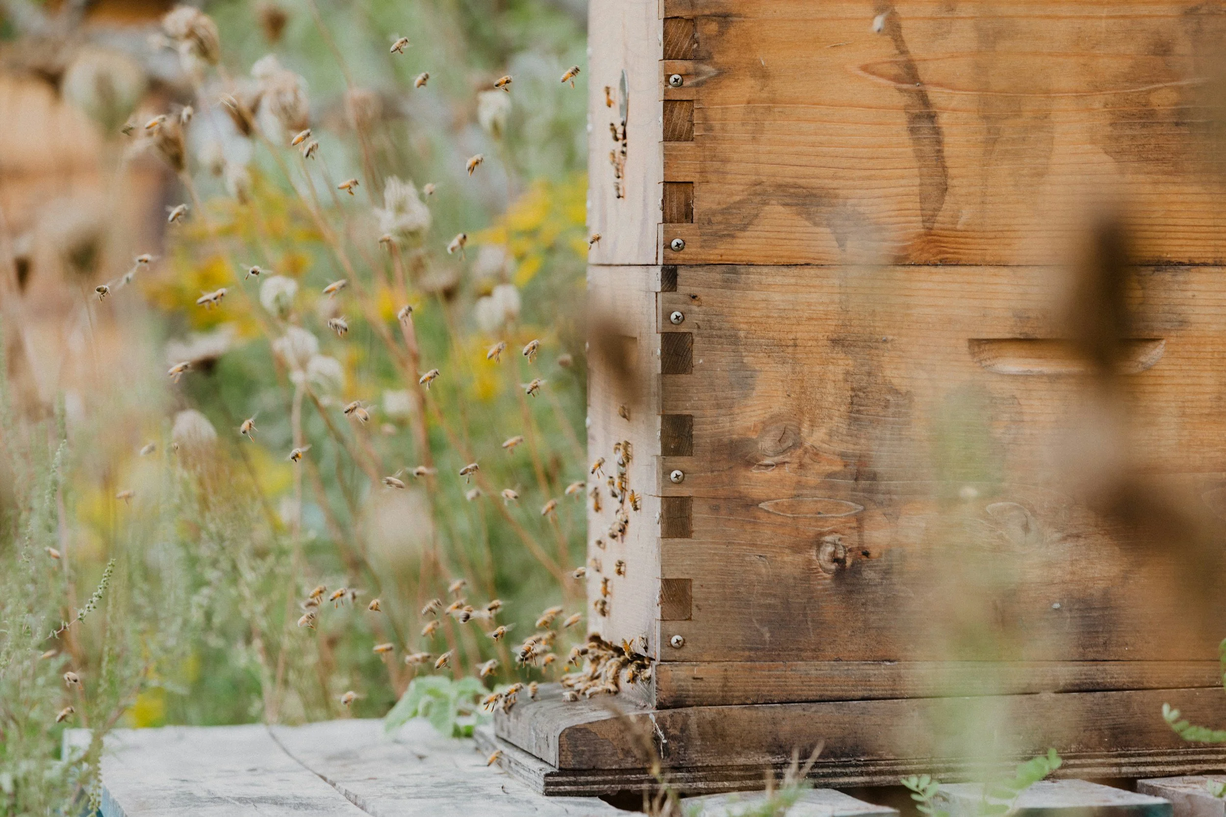 A close-up of a wooden beehive box with bees flying near the entrance, set outdoors with green foliage in the background.