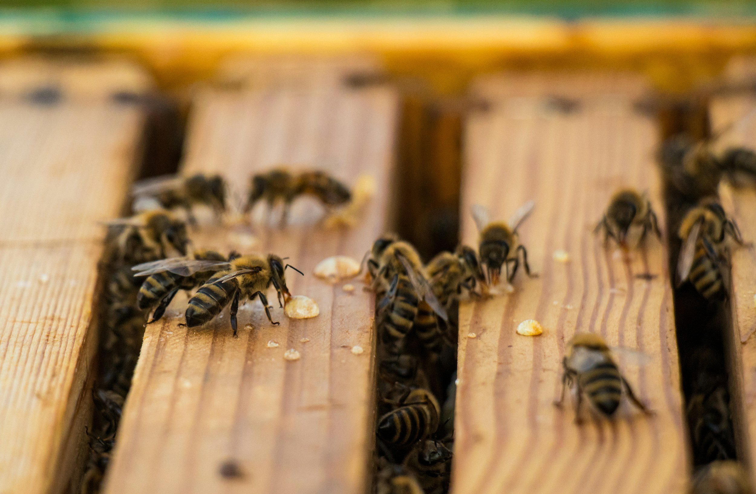 Close-up of honeybees on a wooden hive, some bees are gathering nectar or pollen, and others are working on the hive.
