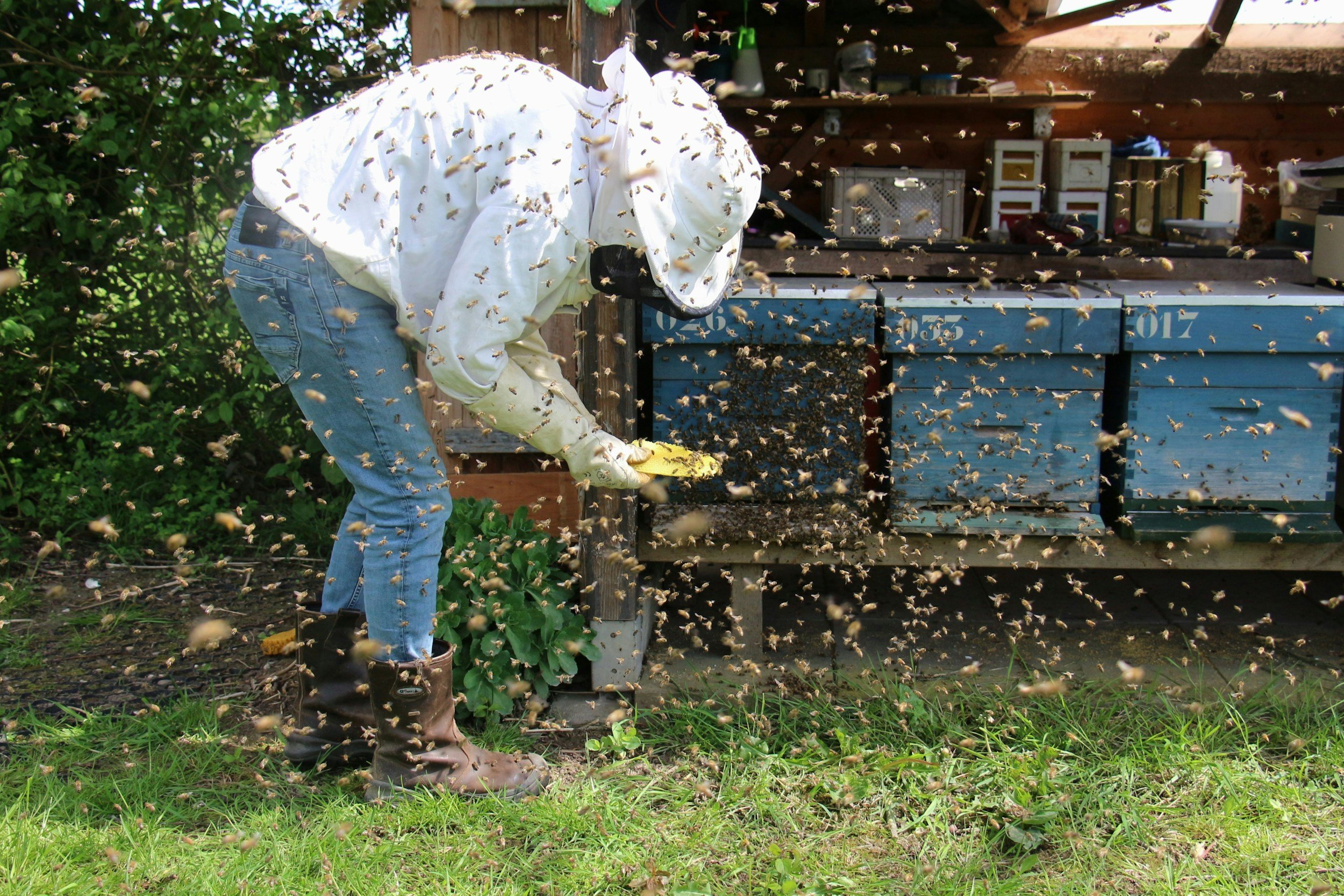 A beekeeper wearing a white suit, gloves, and boots tending to a hive with bees flying around outdoors.