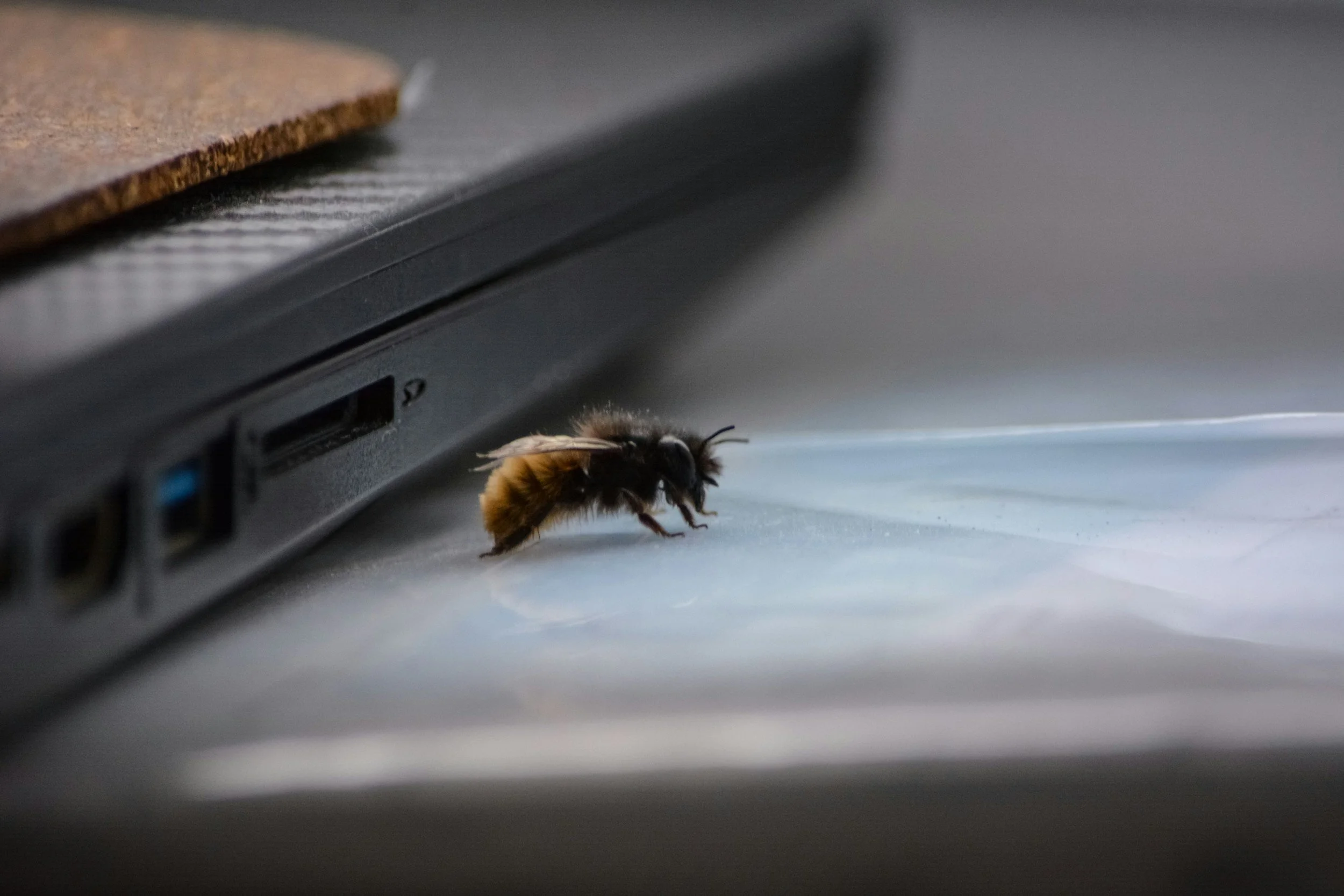 Close-up of a bee on the floor near a laptop, with part of the laptop and wall visible in the background.