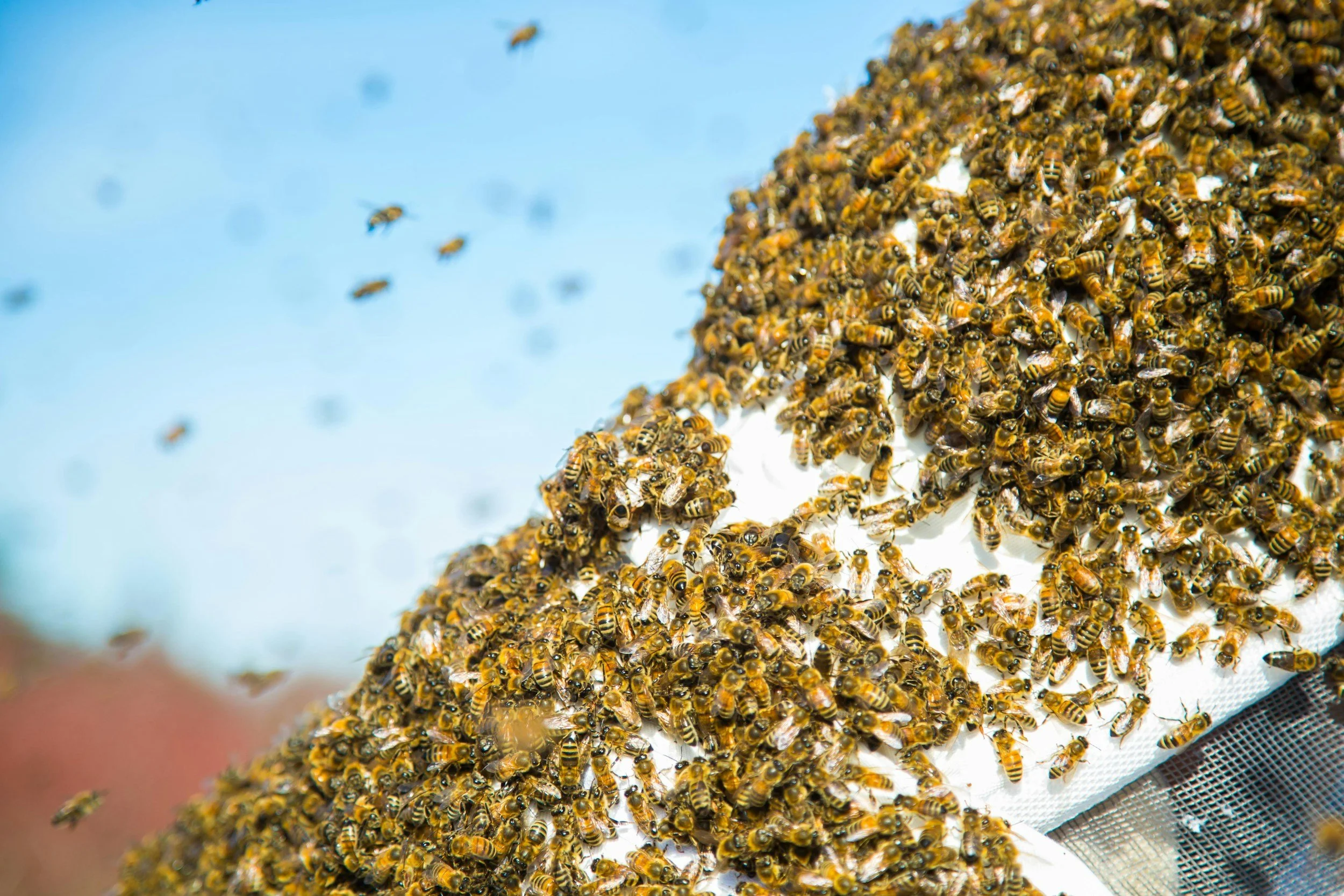 Close-up of a beehive with numerous honey bees working on it.