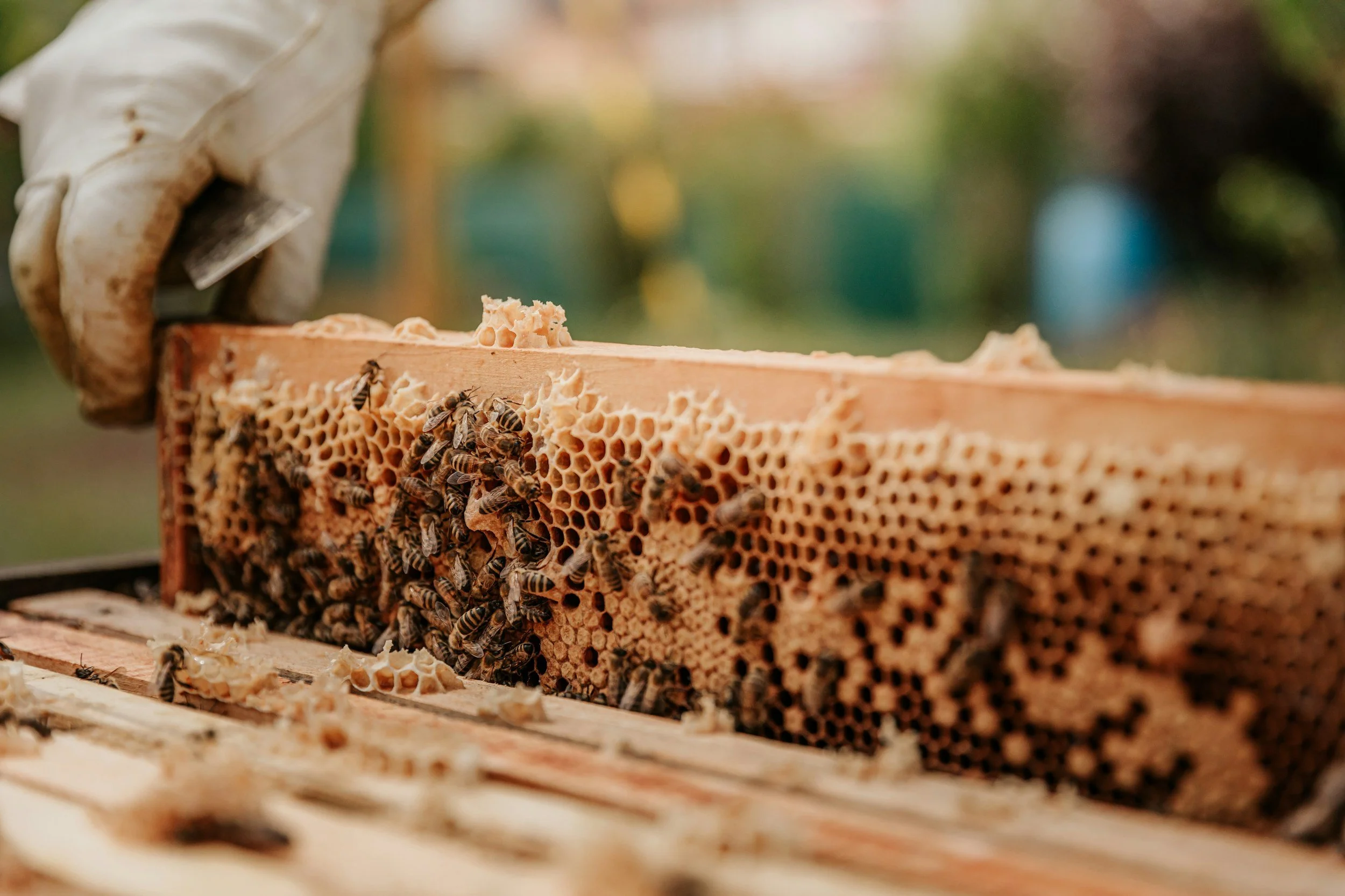 Close-up of a beekeeping frame with honeycomb and bees working on it, with a blurred background.