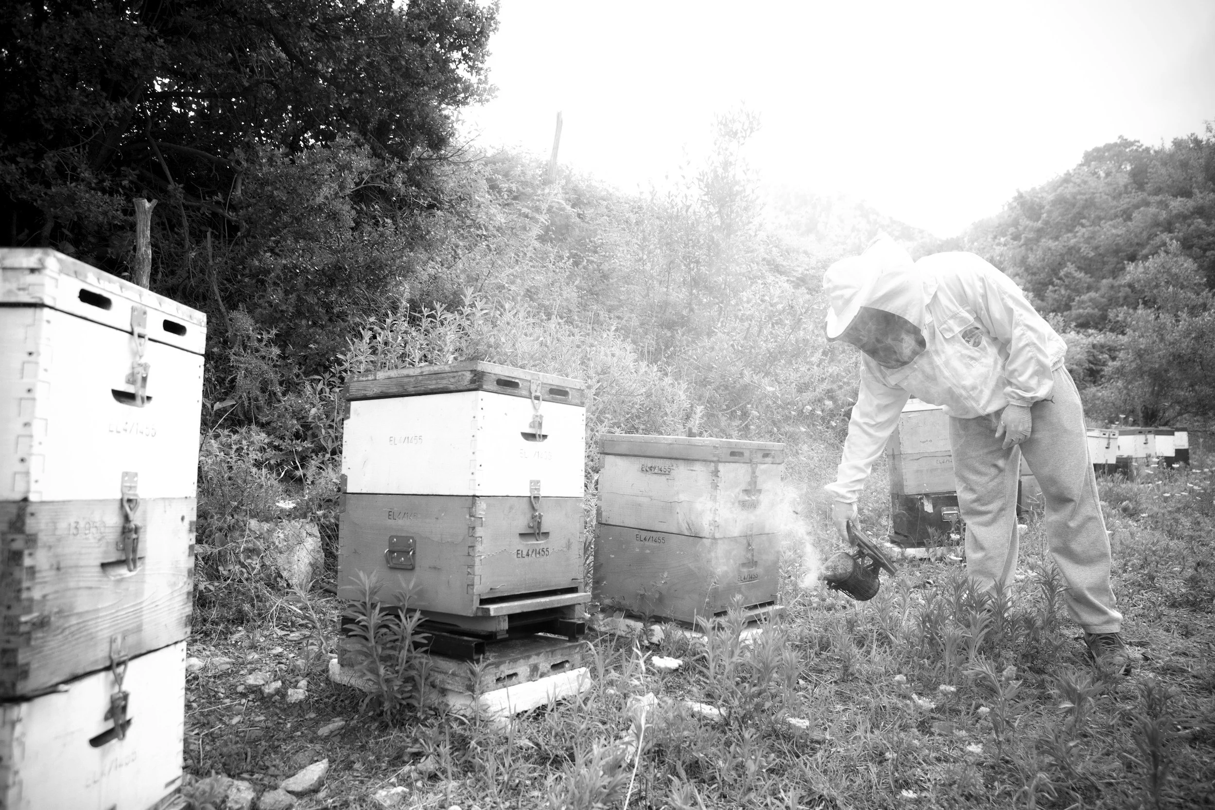 A person wearing protective clothing and a face mask working with beehives outdoors, surrounded by trees and vegetation.