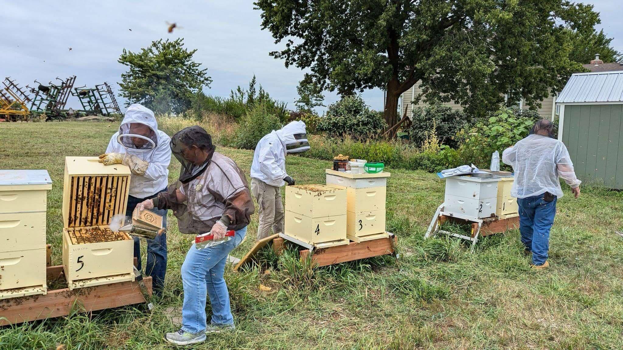 People wearing protective gear tending to beehives arranged on wooden platforms outdoors in a grassy area with trees and a building in the background.