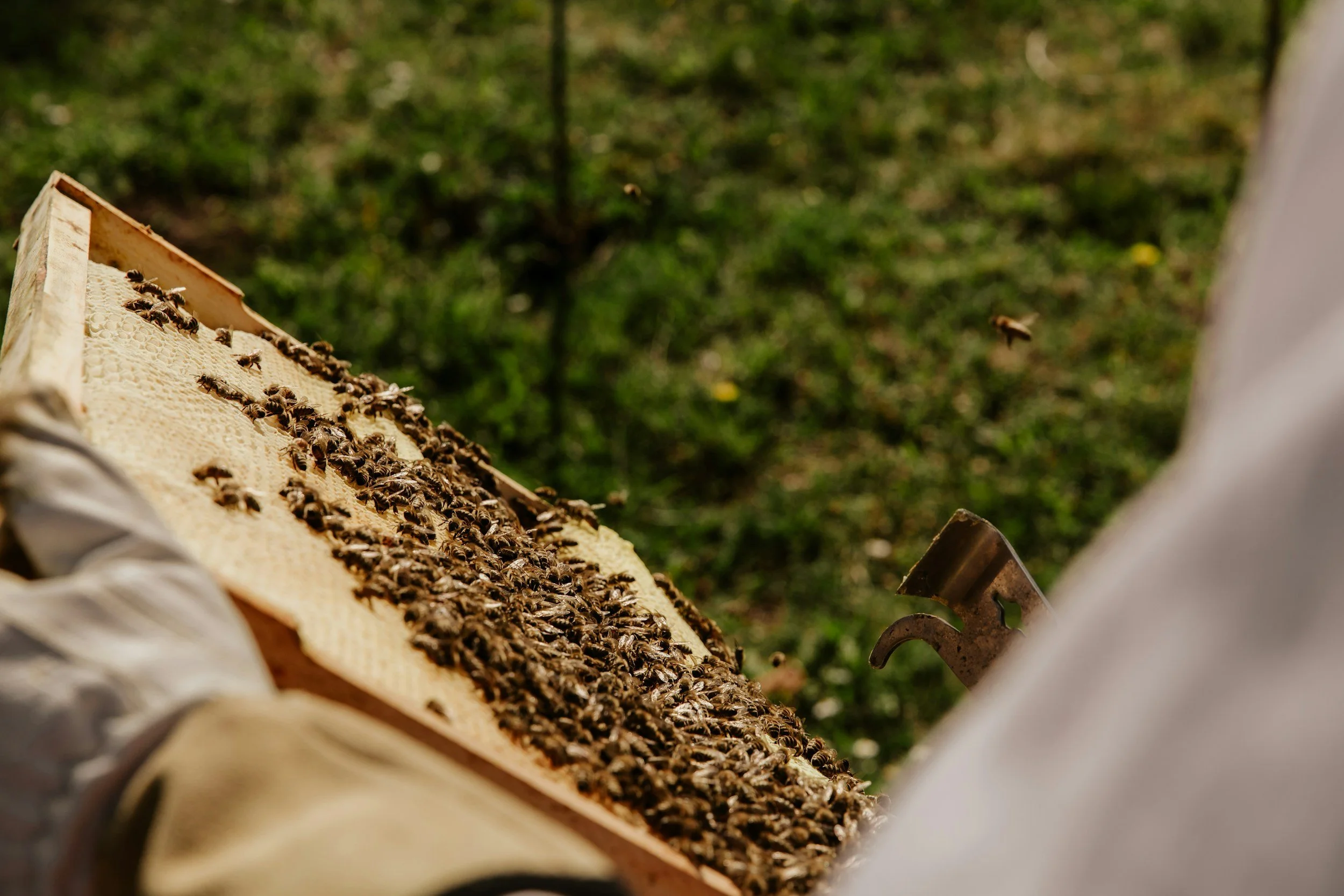 Honey bees on a honeycomb frame in a beekeeping hive.