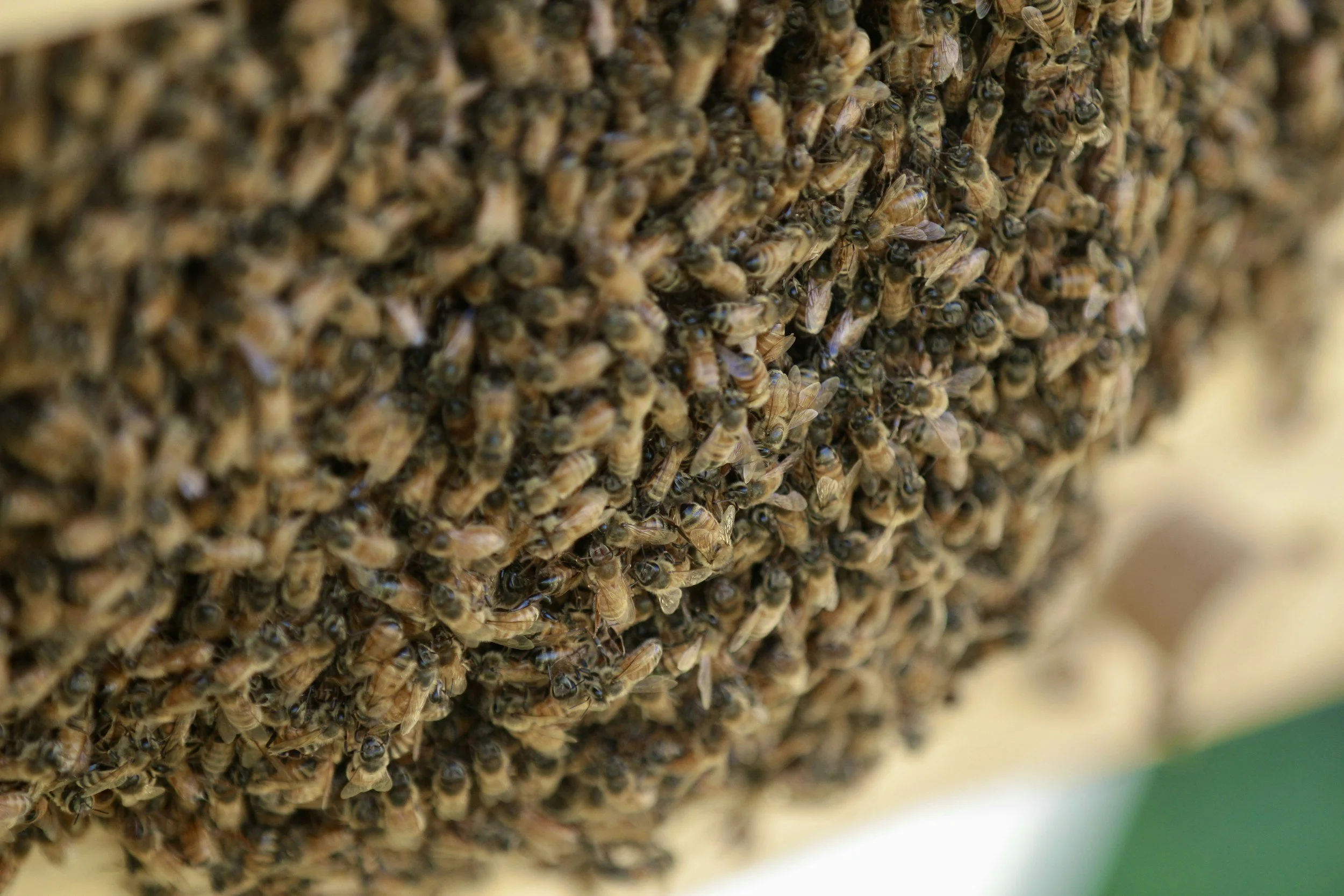 Close-up of a beehive with numerous bees clustered together.