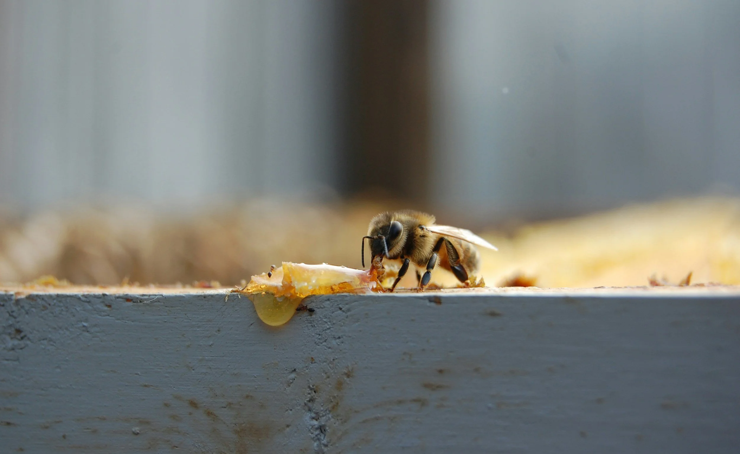 Close-up of a honey bee on a honeycomb with honey, with a blurred background.