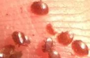 Close-up of ladybugs on a wooden surface