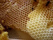 Close-up of honeycomb with honeycomb cells filled with honey.