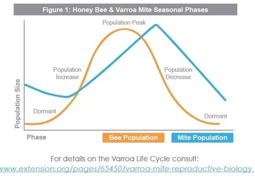 Line graph showing seasonal phases of honey bee and varroa mite populations with peak and decline periods.