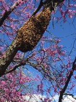 View of a tree with pink blossoms against a blue sky with bee swarm.