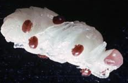 A sushi roll topped with a swirl of mayonnaise and drizzled with sauce, garnished with small dollops of pink and dark sauce.