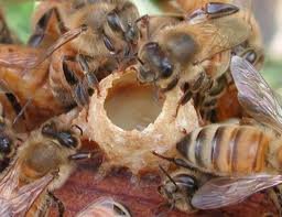 Bees collecting honey from a hive.
