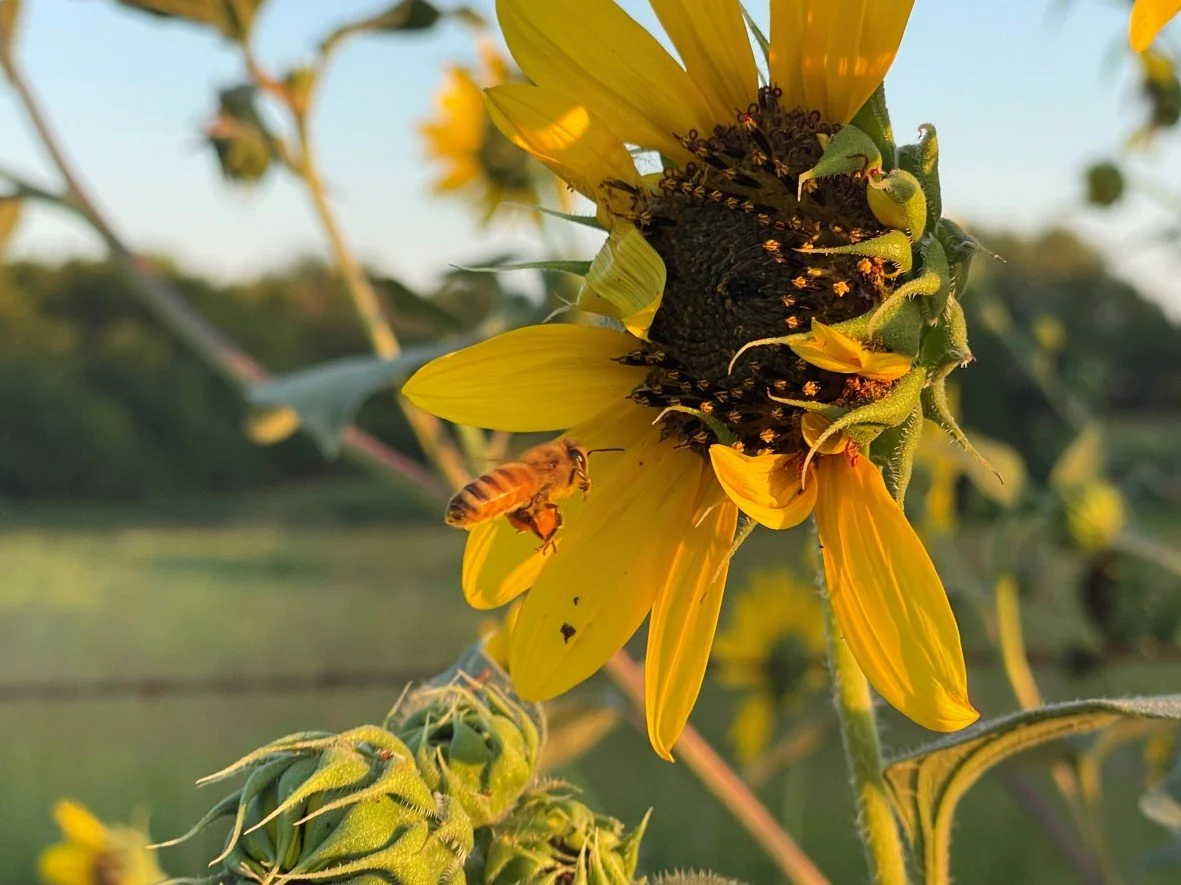A bee on a sunflower with yellow petals, near a green bud, in a natural outdoor setting during sunset.