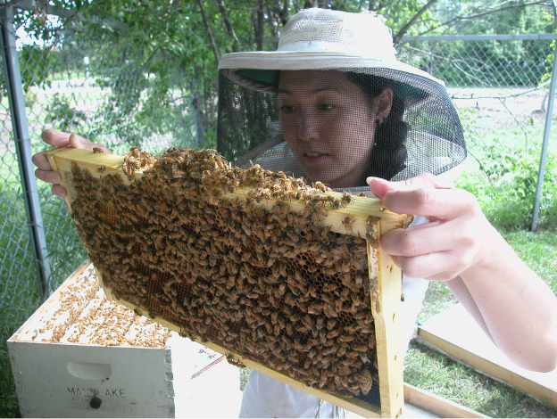 A woman wearing a beekeeper suit and veil holds a honeycomb frame covered in bees, examining it closely outside.