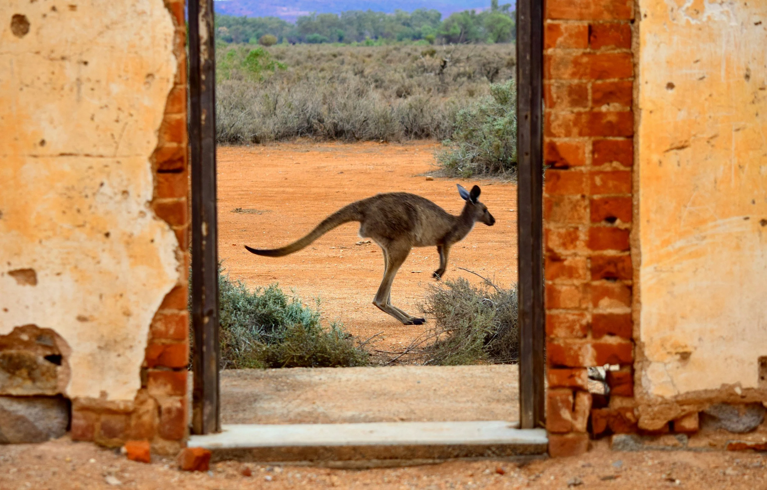 A kangaroo standing outside in a desert landscape viewed through a broken brick window frame.