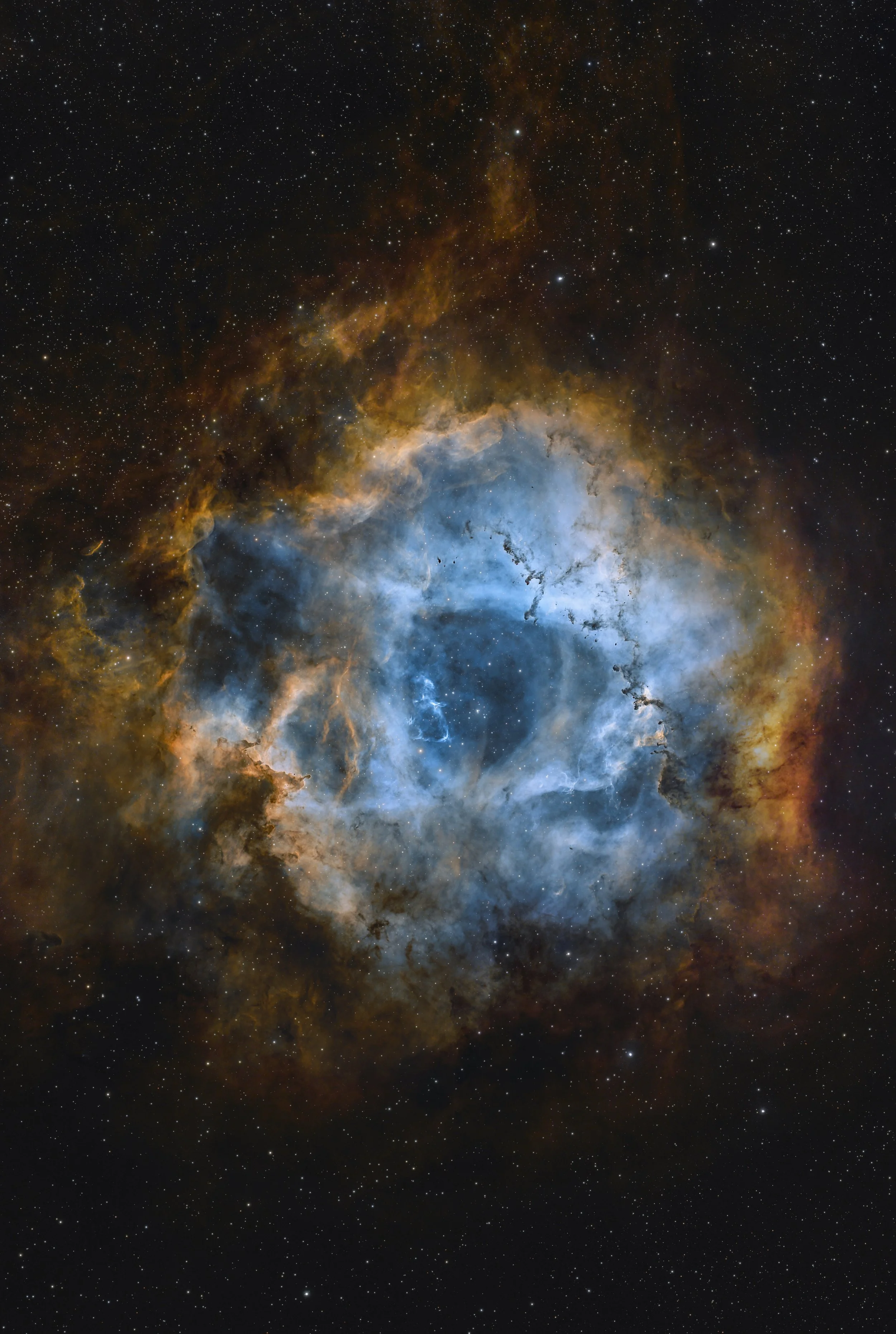 2025_Rosette_03_.jpg