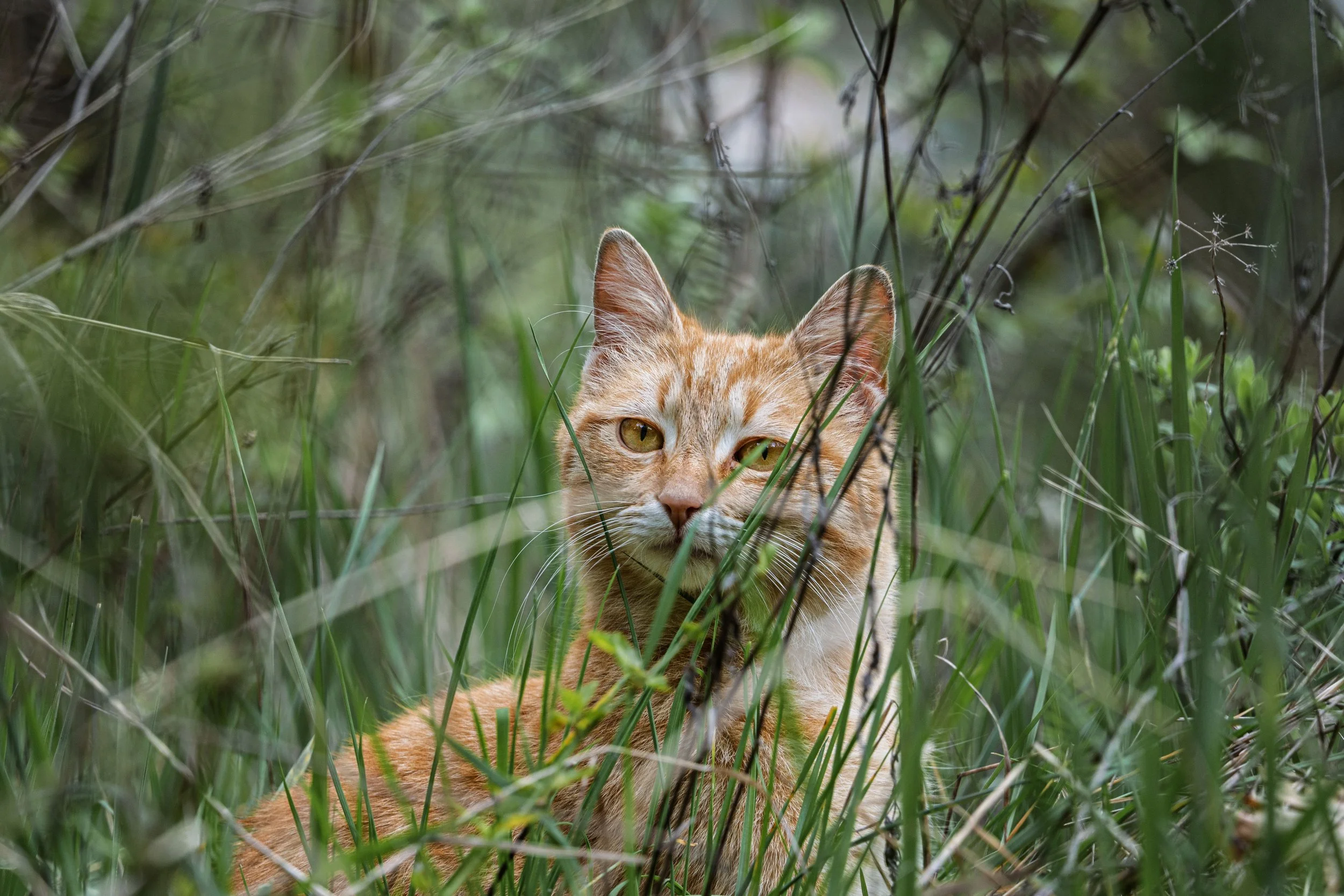 The Tiny Lion