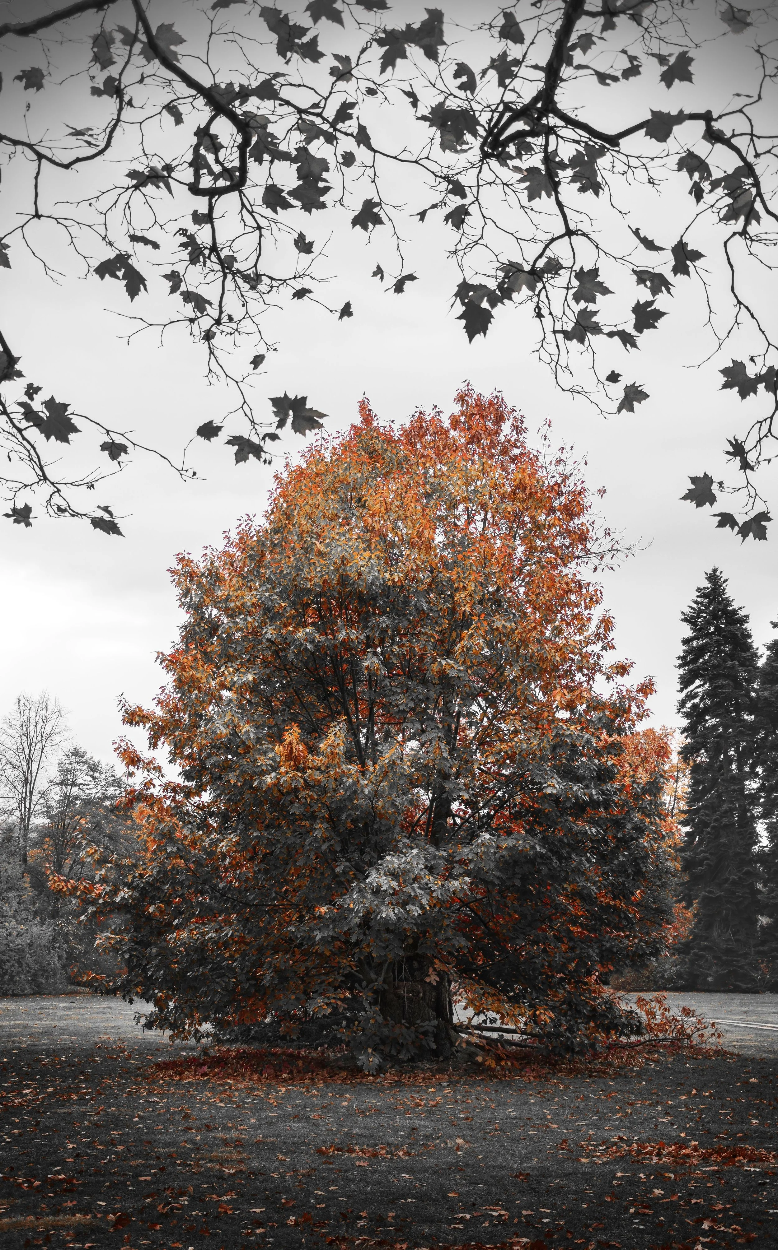 1000009188-01_ChromaticAutumn_store.jpeg