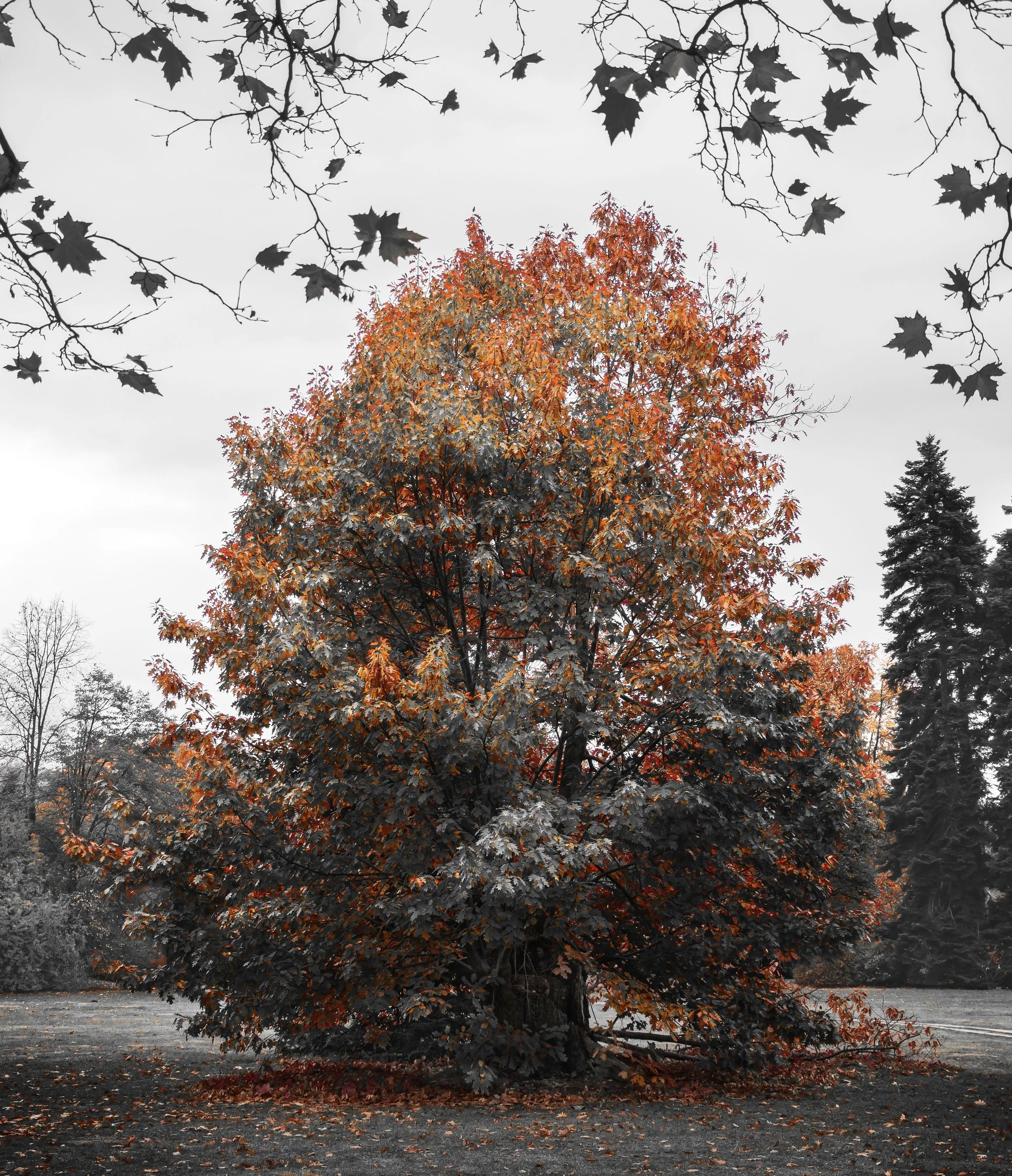 Chromatic Autumn