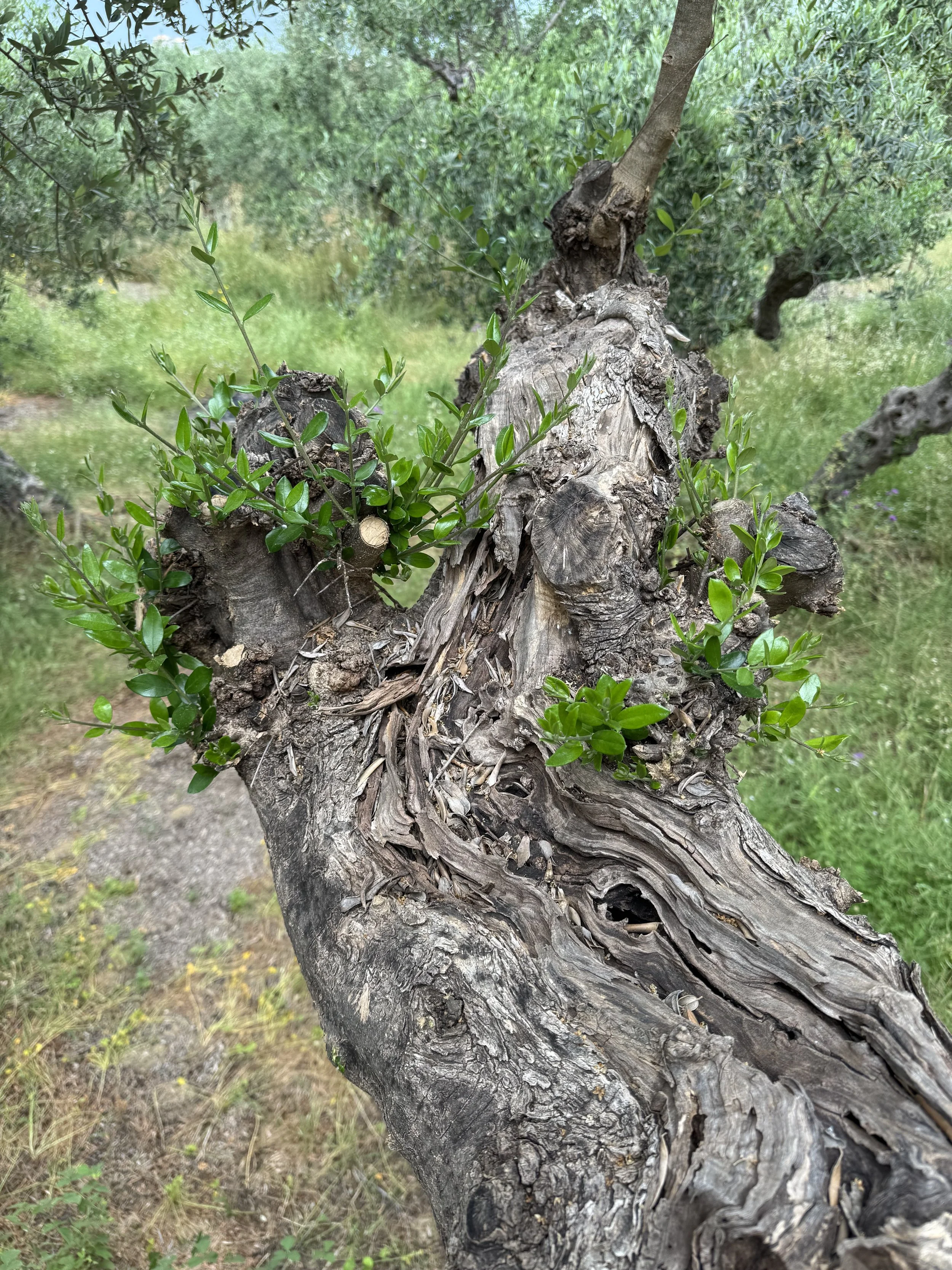 Ancient olive tree at Saint Friday Villas Messinia Greece – family-harvested organic extra virgin olive oil, Peloponnese
