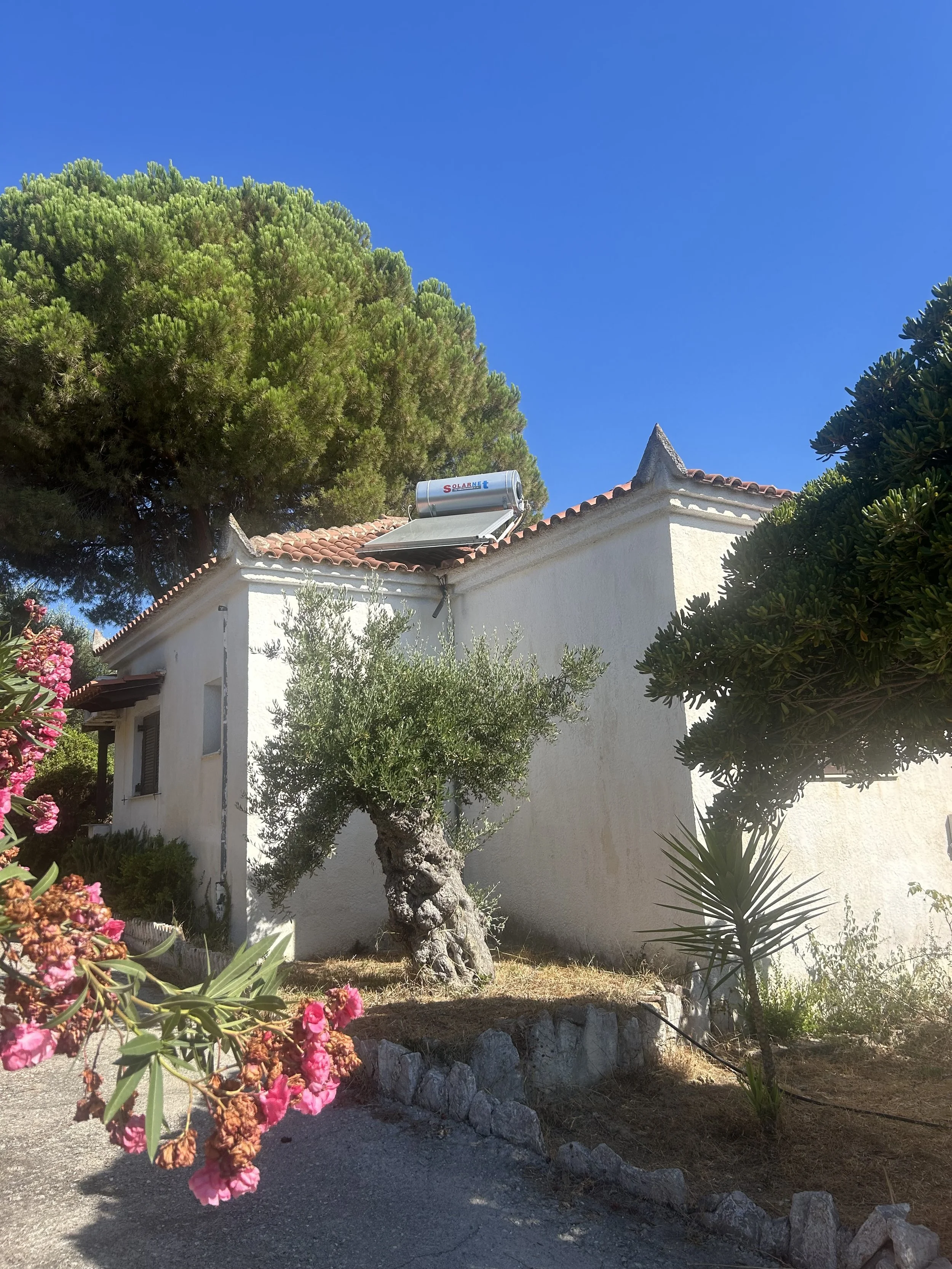 Villa Methoni Greek holiday villa – whitewashed courtyard with bougainvillea and olive tree, Methoni Messinia, Saintfridays