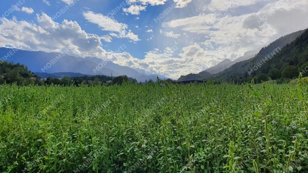 Wiesenlandschaft  – Churer Rheintal