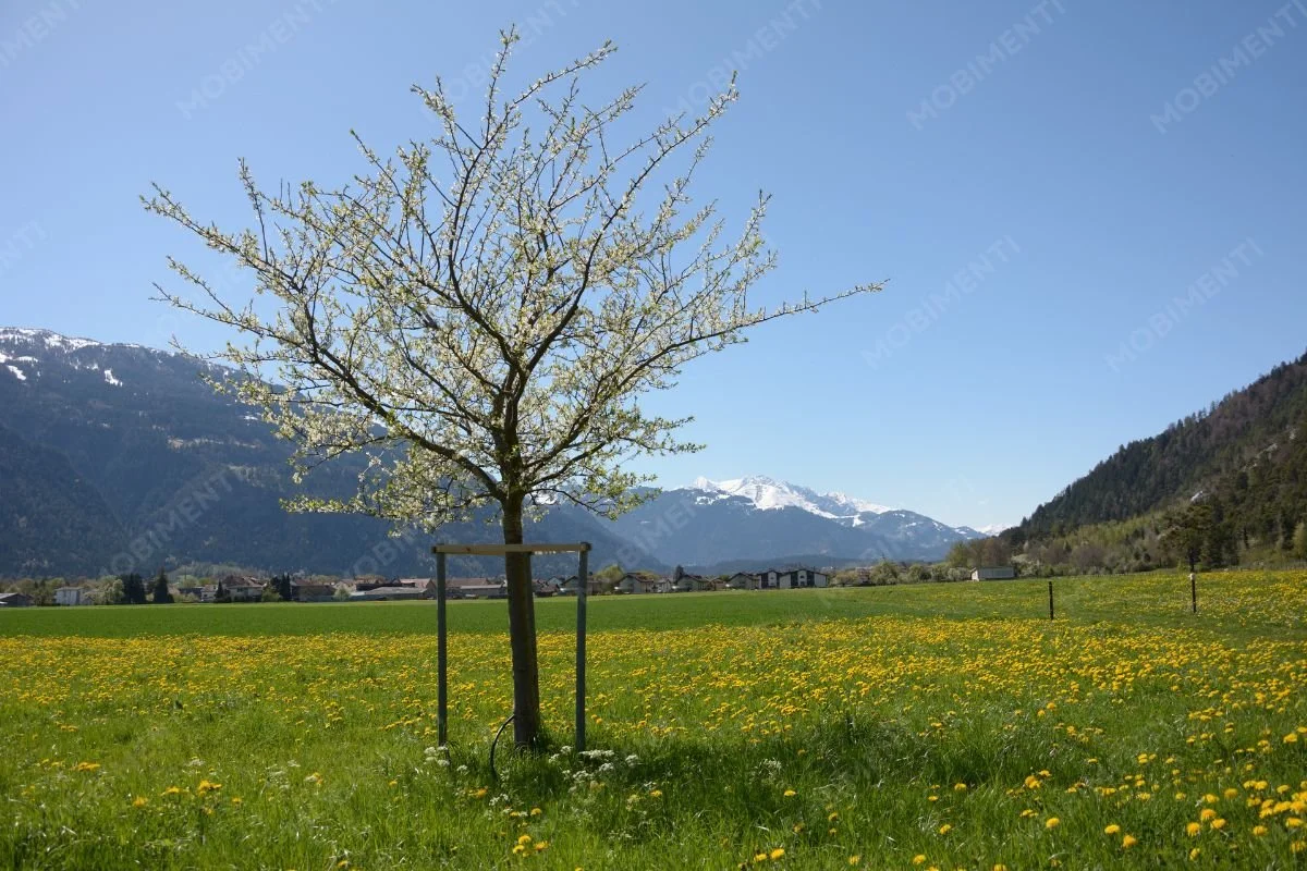 Junger Baum im geschützten Entwicklungsraum im Frühling