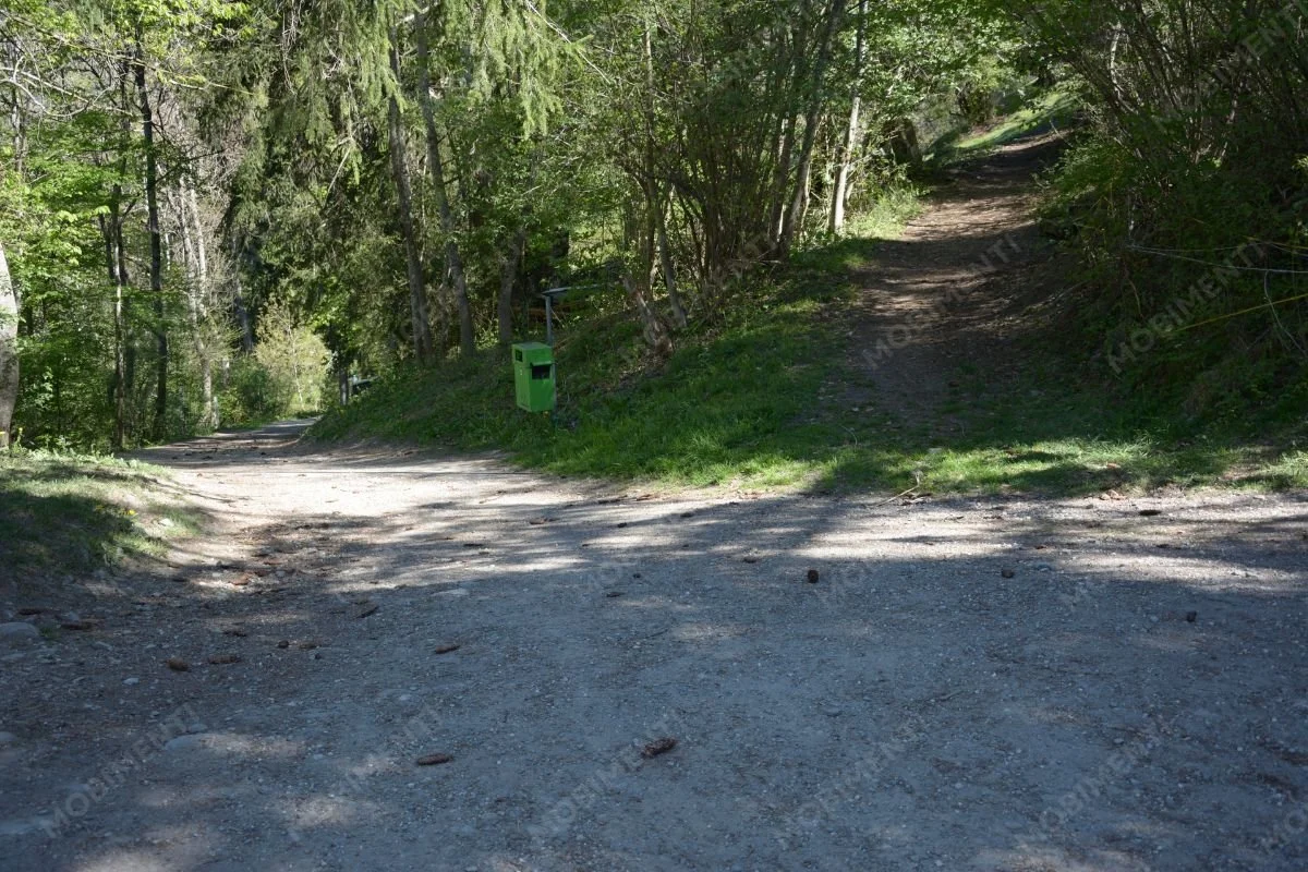 Weggabelung im Wald