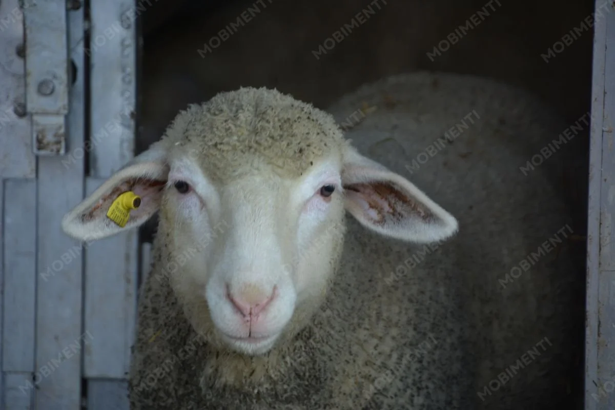 Schaf im Stall – Tierfotografie