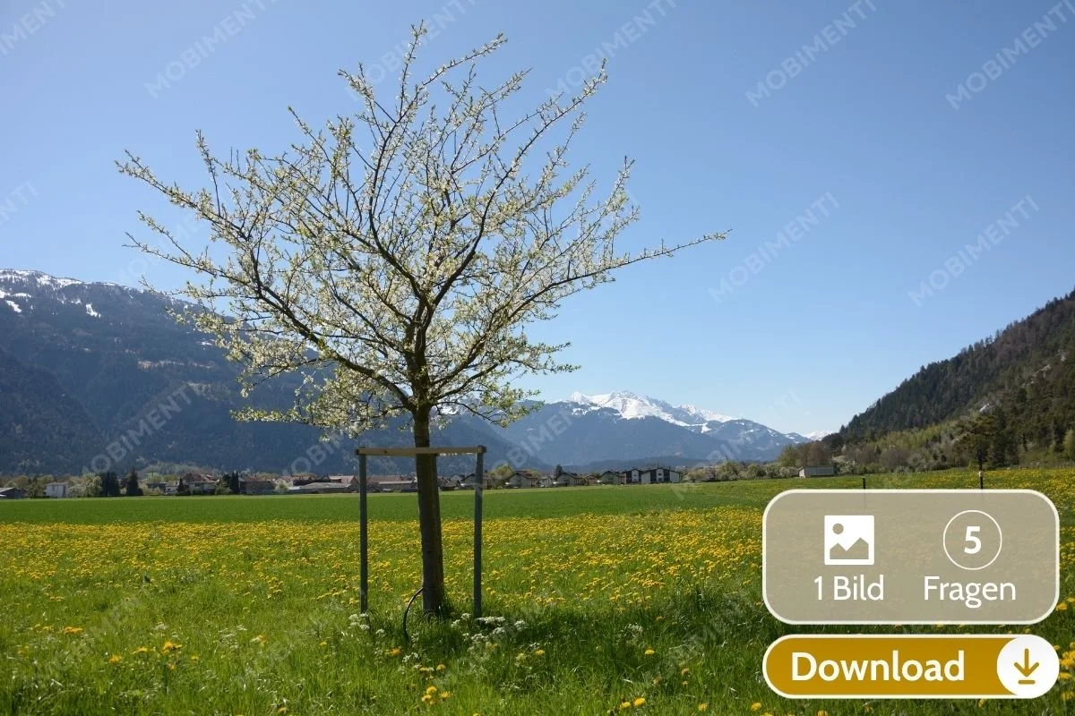 Junger Baum auf Frühlingswiese · Digitale Bildkarte