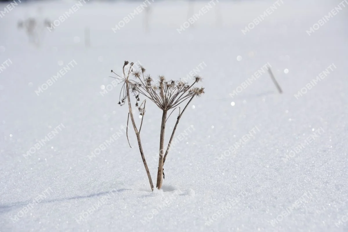 Dolde im Schnee – Winterminimalismus