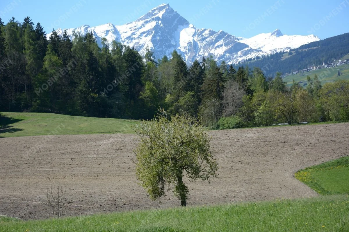 Frühlingsaustrieb vor Winterlandschaft