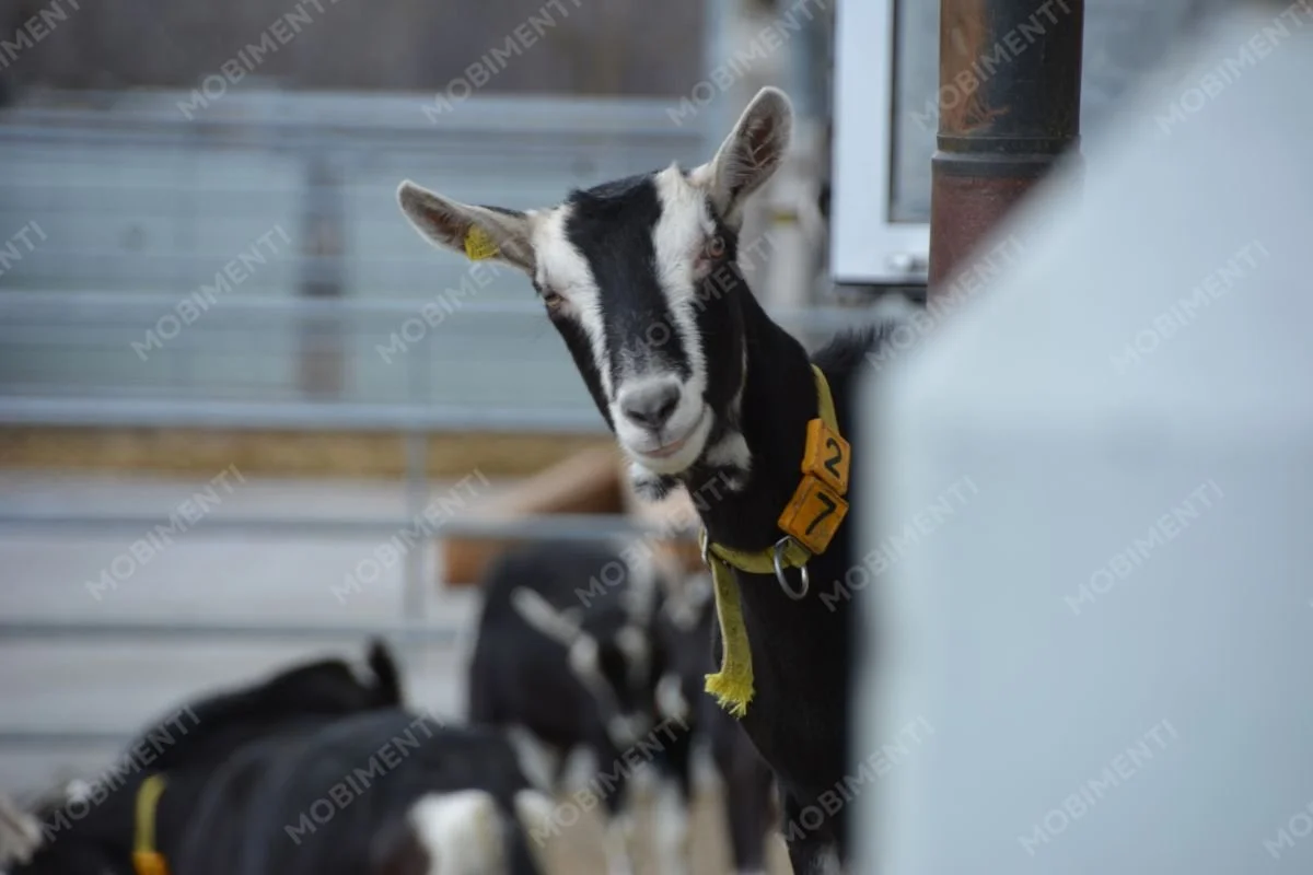Ziege auf Hof - Tierfotografie