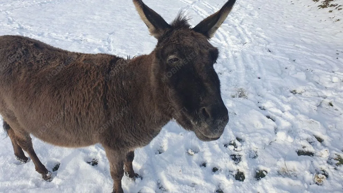 Esel im Schnee – Tierfotografie