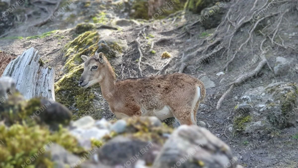 Mufflon im Wald – Tierfotografie