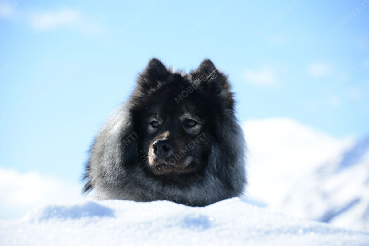Hund im Schnee - Tierfotografie
