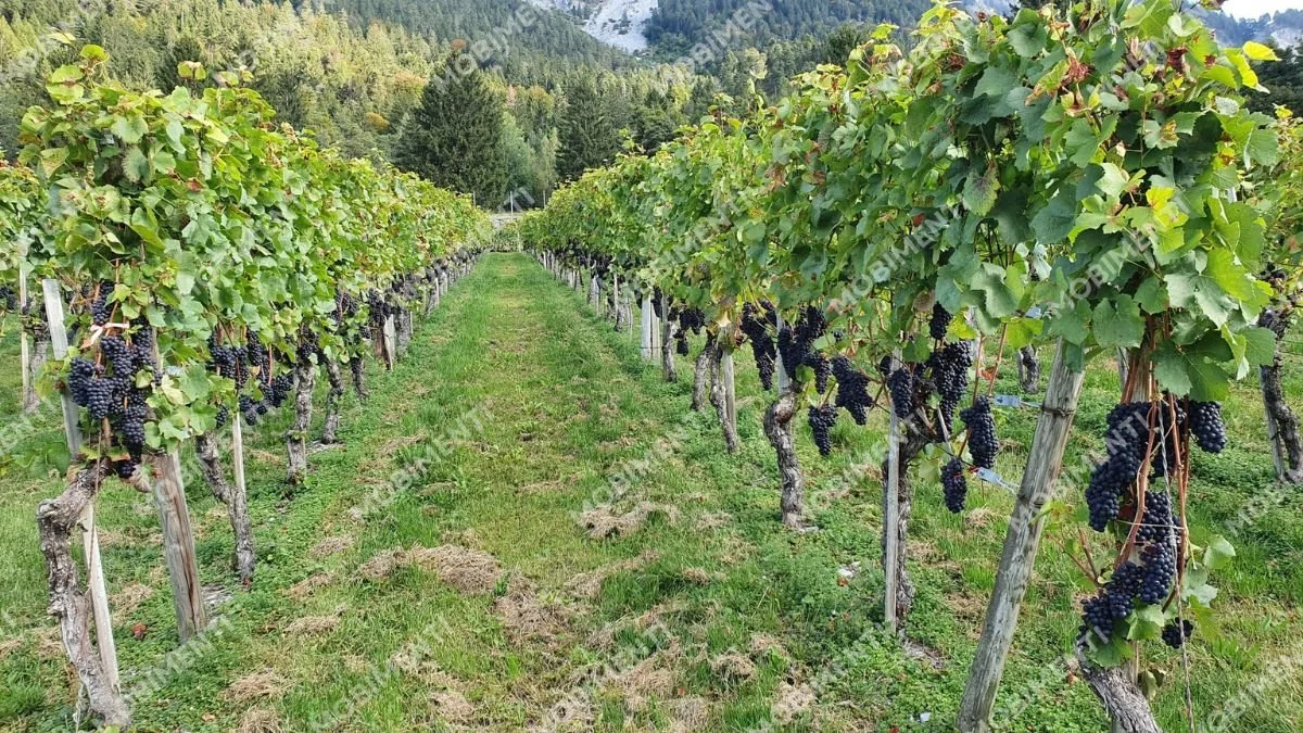 Reben im Herbst – Landschaftsfotografie