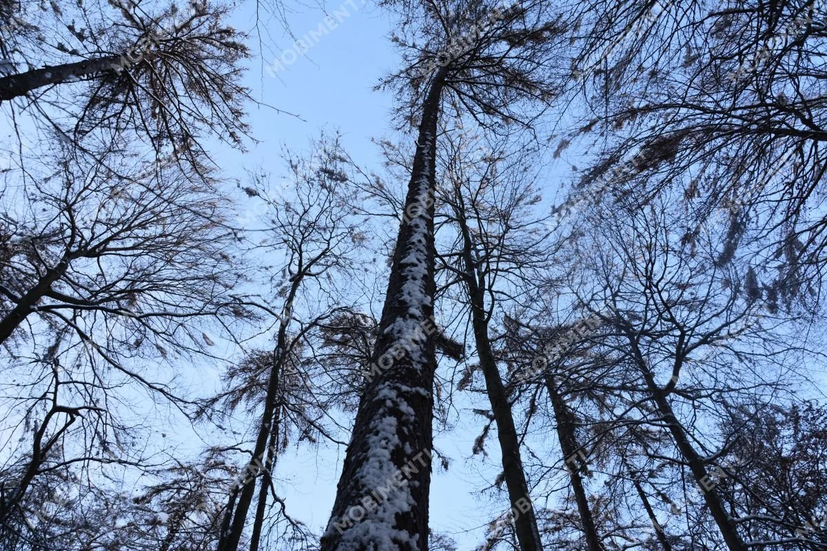 Winterlicher Lärchenwald – Graubünden