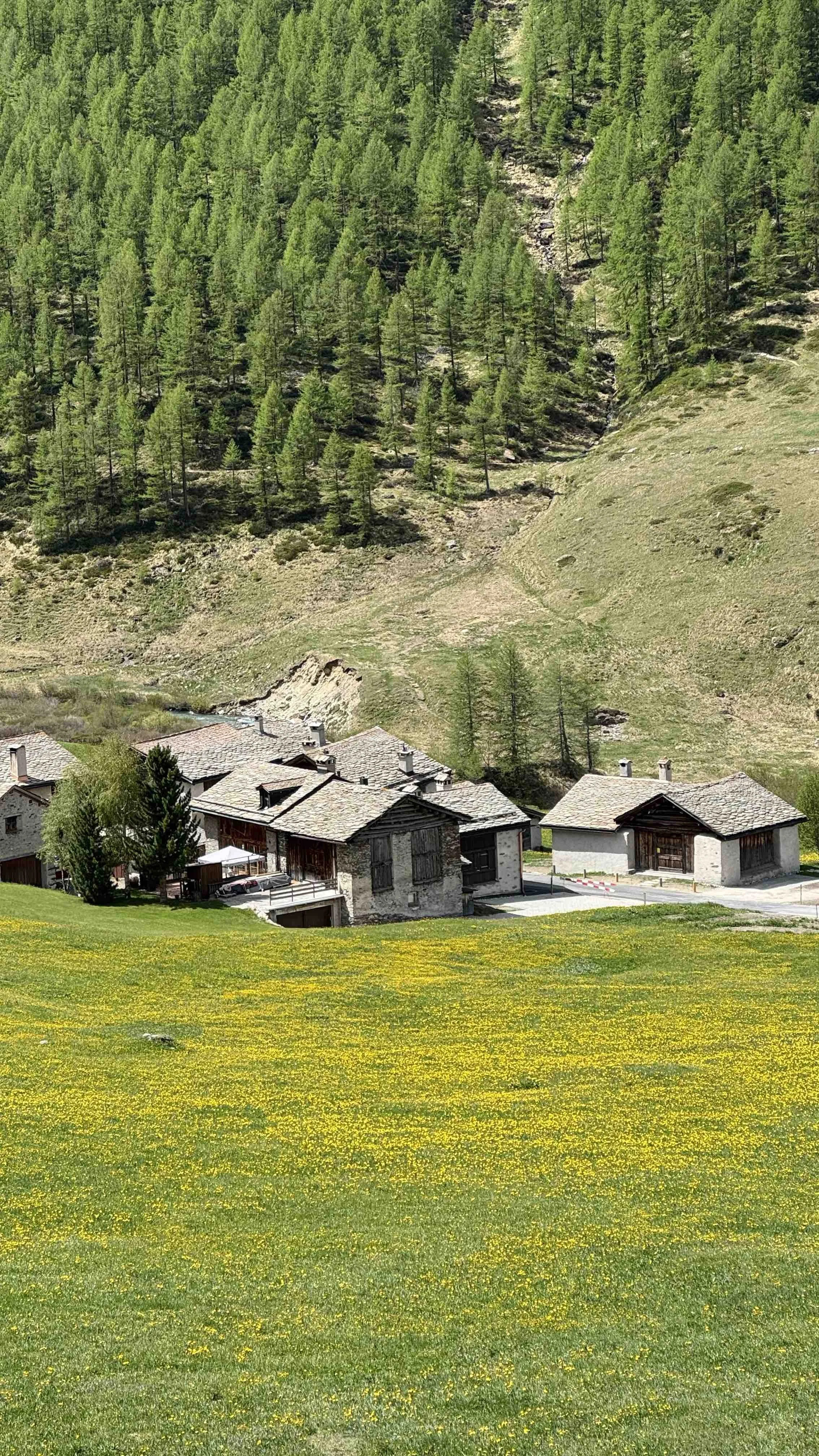 A cluster of houses with stone and wooden exteriors, set against a lush hillside covered in dense green trees and a grassy field dotted with yellow flowers in the foreground.