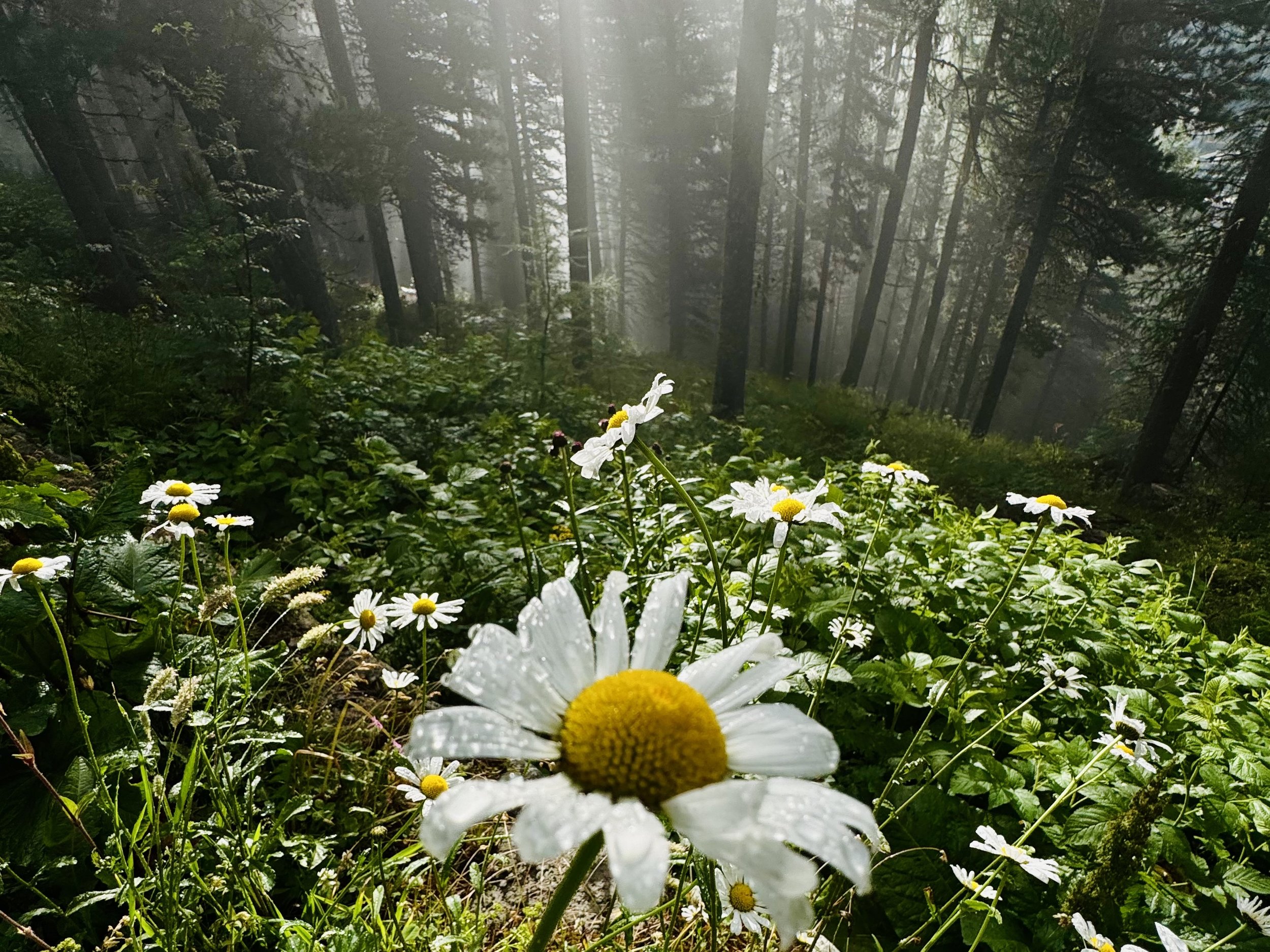 Mountains in the background with a lush forest in the foreground, including a small patch of daisies and other wildflowers.