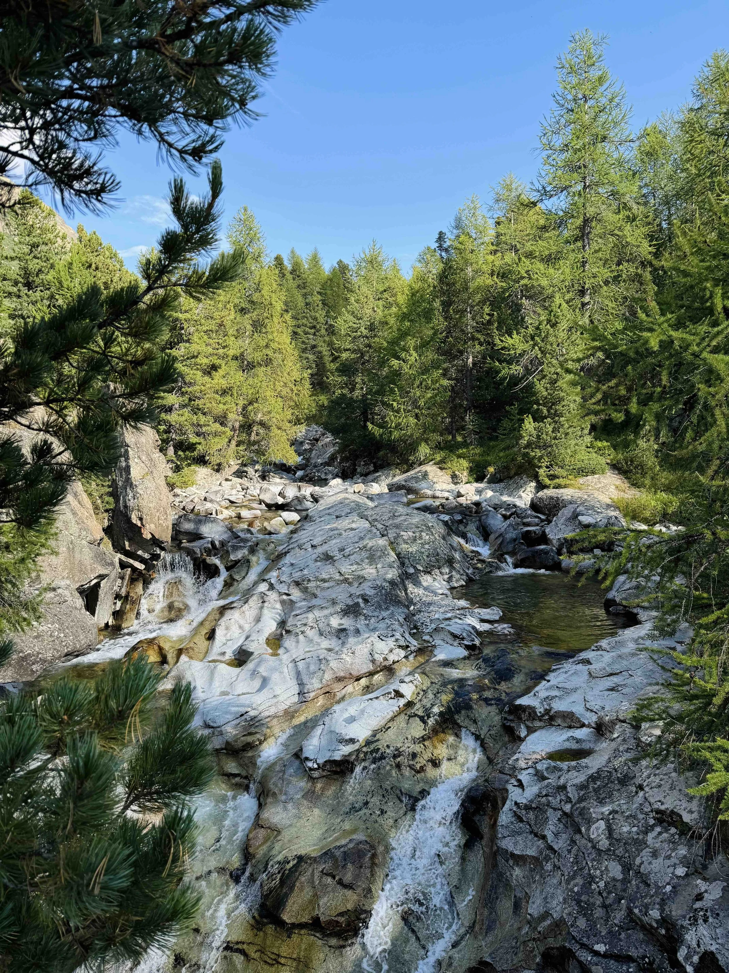A clear mountain stream flowing over rocks surrounded by green pine trees under a blue sky.